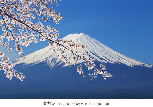 樱花盛开的富士山顶从日本川口子湖眺望日本旅游